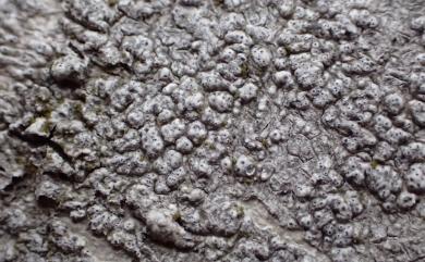 Pertusaria pertusa 孔雞皮衣