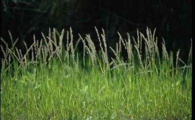 Eragrostis ciliaris 毛畫眉草