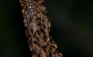 Parapolybia varia varia (Fabricius, 1787) 變側異腹胡蜂