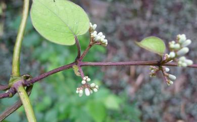 Paederia cavaleriei H.Lév. 毛雞屎藤