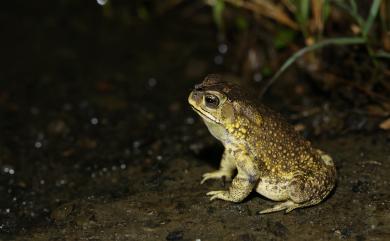 Duttaphrynus melanostictus (Schneider, 1799) 黑眶蟾蜍