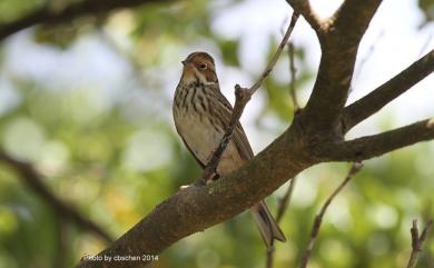 Emberiza pusilla Pallas, 1776 小鵐