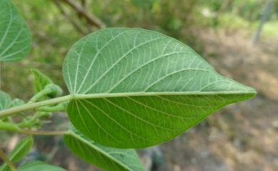 Ipomoea carnea subsp. fistulosa 樹牽牛