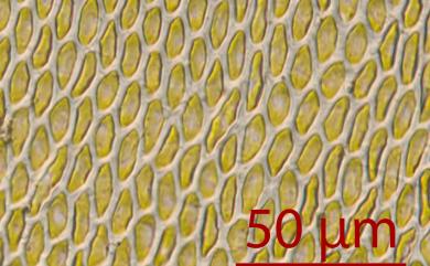 Neckeropsis calcicola Nog., 1956 石灰擬平苔