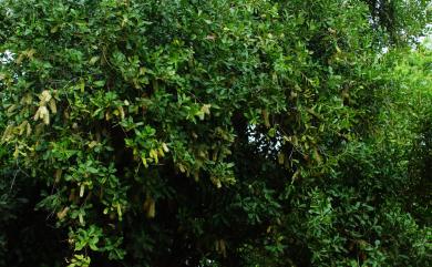 Macadamia ternifolia 澳洲胡桃