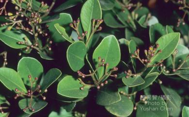 Syzygium buxifolium Hook. & Arn. 小葉赤楠