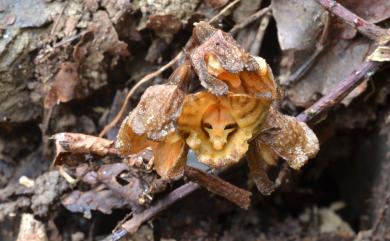 Gastrodia shimizuana Tuyama 清水氏赤箭