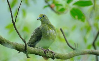 Treron formosae Swinhoe, 1863 紅頭綠鳩