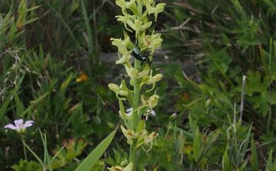 Platanthera sachalinensis 高山粉蝶蘭