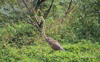 Ardea purpurea manilensis 紫鷺