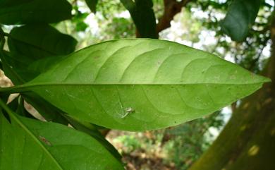 Pisonia umbellifera 皮孫木