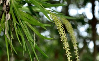 Oberonia caulescens 二裂唇莪白蘭