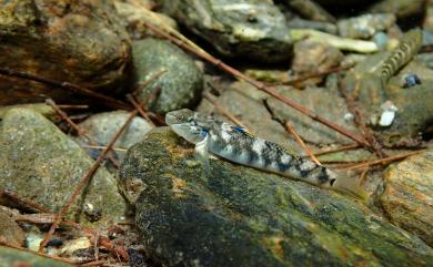 Rhinogobius gigas Aonuma & Chen, 1996 大吻鰕虎