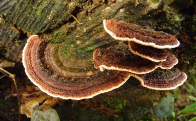 Coriolopsis neaniscus Berk. 黃褐革蓋菌