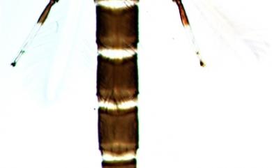 Gigantothrips elegans Zimmermann, 1900