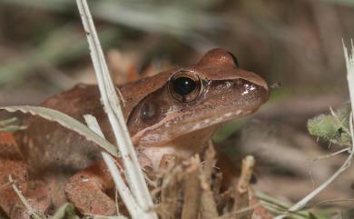 Rana longicrus Stejneger, 1898 長腳赤蛙