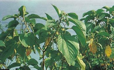 Acalypha angatensis Blanco 臺灣鐵莧