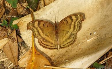 Junonia iphita Cramer, 1782 黯眼蛺蝶