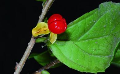 Celastrus punctatus 光果南蛇藤