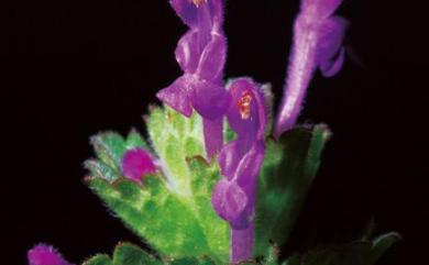 Lamium amplexicaule L. 寶蓋草