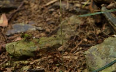 Cheirostylis clibborndyeri S.Y.Hu & Barretto 斑葉指柱蘭