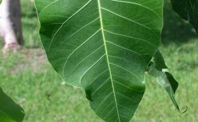 Ficus religiosa 菩提樹