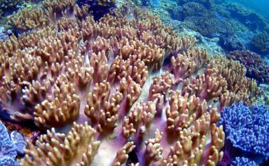 Sinularia pavida Tixier-Durivault, 1970 冠指形軟珊瑚