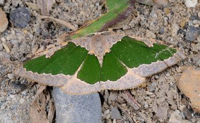 Celenna festivaria formosensis (Inoue, 1964) 綠紋尺蛾