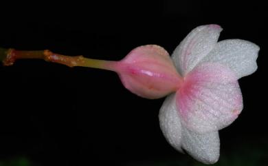 Begonia tengchiana C.I Peng & Y.K.Chen 藤枝秋海棠