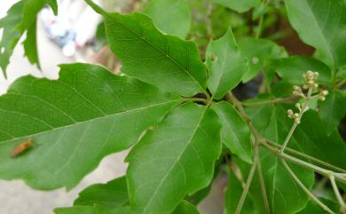 Vitex quinata 山埔姜