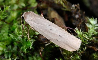 Pelosia muscerda tetrasticta Hampson, 1900 六點苔蛾