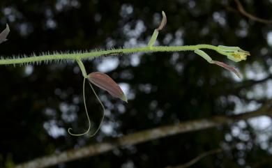 Smilax horridiramula Hayata 密刺菝葜