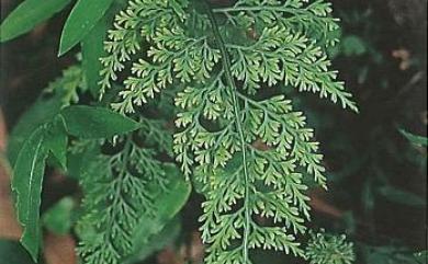 Asplenium ritoense 尖葉鐵角蕨