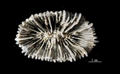 Caryophyllia karubarica Cairns & Zibrowius, 1997 卡魯巴葵珊瑚