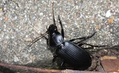 Diplocheila zealandica (Redtenbacher, 1867)