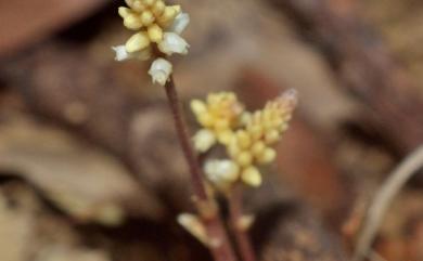 Epirixanthes elongata Blume 寄生鱗葉草