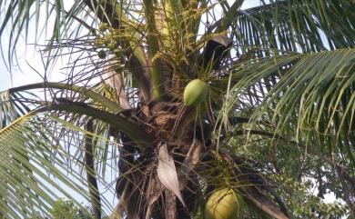 Cocos nucifera L. 可可椰子