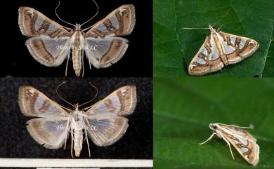 Glyphodes pyloalis Walker, 1859 桑絹野螟