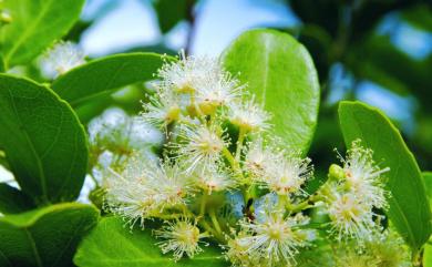 Scolopia chinensis (Lour.) Clos 莿柊