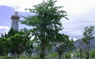 Terminalia catappa 欖仁