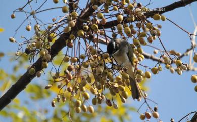 Pycnonotus sinensis formosae Hartert, 1910 白頭翁(台灣亞種)