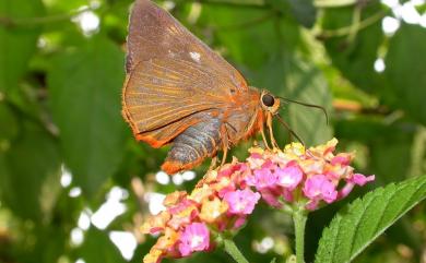 Burara jaina formosana (Fruhstorfer, 1911) 橙翅傘弄蝶