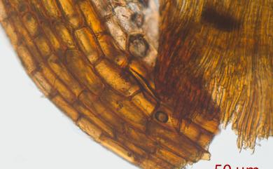 Dicranum japonicum Mitt., 1891 日本曲尾苔
