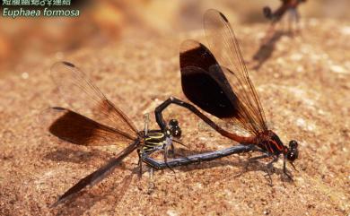 Euphaea formosa Hagen, 1869 短腹幽蟌