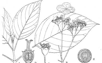 Hydrangea anomala D.Don 藤繡球