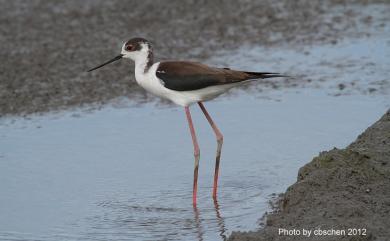 Himantopus himantopus (Linnaeus, 1758) 高蹺鴴