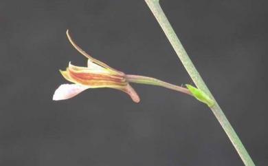 Eulophia graminea Lindl. 禾草芋蘭