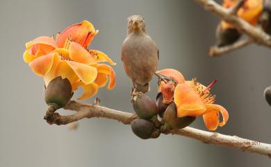 Sturnia sinensis (J. F. Gmelin, 1788) 灰背椋鳥