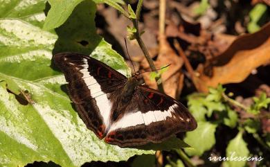 Limenitis dudu jinamitra Fruhstorfer, 1908 紫俳線蛺蝶