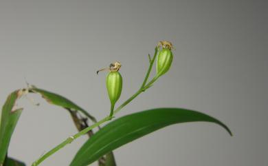 Liparis bootanensis Griff. 一葉羊耳蒜